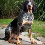 Bluetick Coonhund