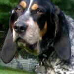 Bluetick Coonhund