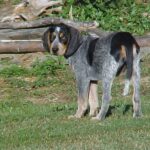 Bluetick Coonhund