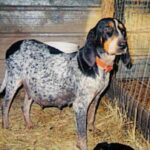 Bluetick Coonhund