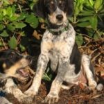 Bluetick Coonhund