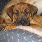 Boerboel