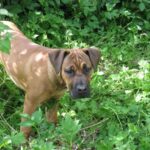Boerboel