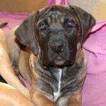 Boerboel