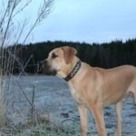 Boerboel