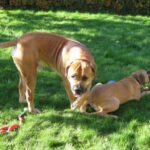 Boerboel