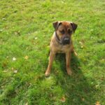 Boerboel