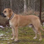 Boerboel