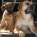 Boerboel