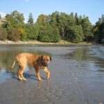 Boerboel