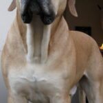 Boerboel
