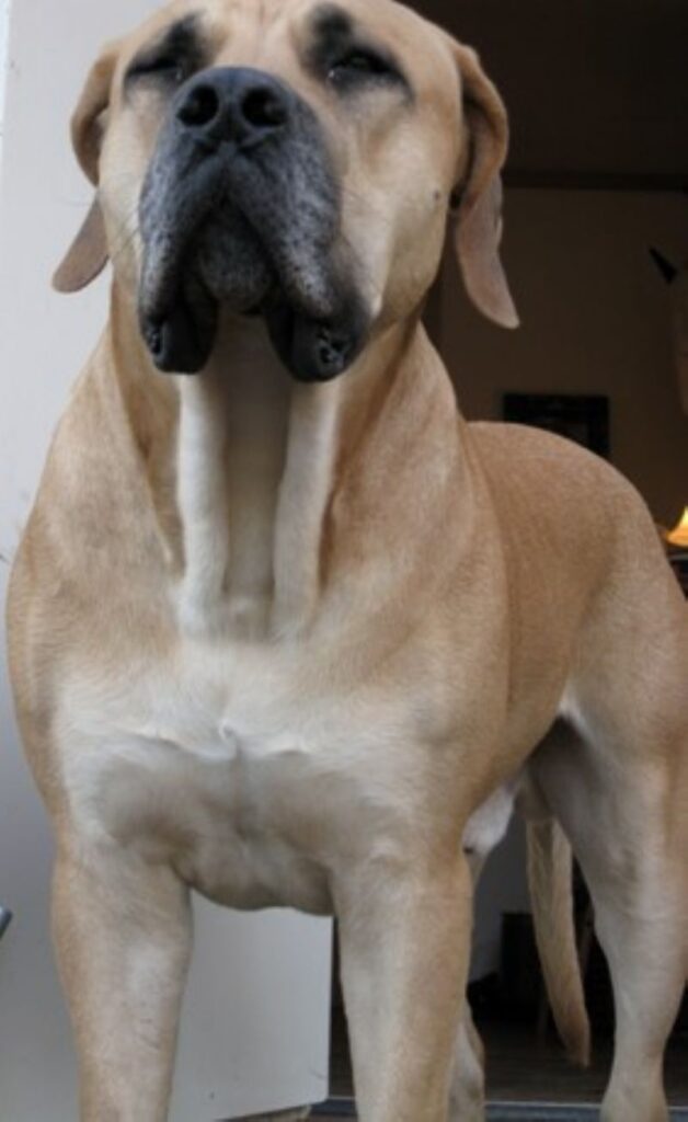 Boerboel