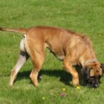 Boerboel