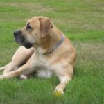 Boerboel