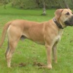 Boerboel
