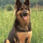 Bohemian Shepherd