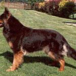 Bohemian Shepherd