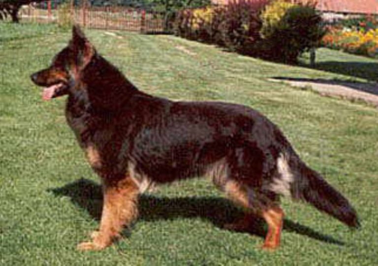 Bohemian Shepherd