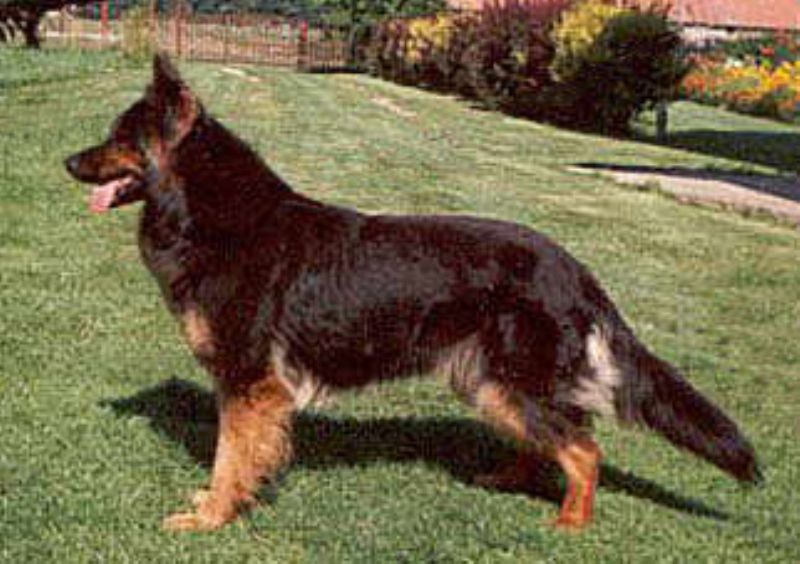 Bohemian Shepherd