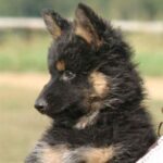 Bohemian Shepherd