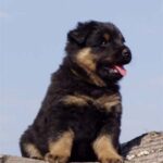 Bohemian Shepherd