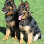 Bohemian Shepherd