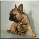 Bonsai Bulldogge