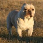 Bonsai Bulldogge