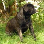 Bonsai Bulldogge