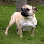 Bonsai Bulldogge