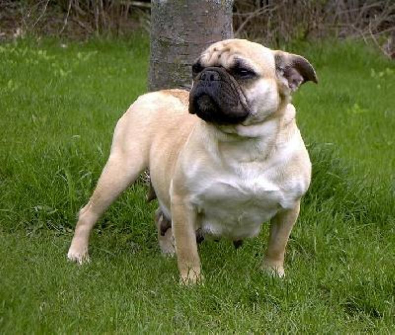 Bonsai Bulldogge