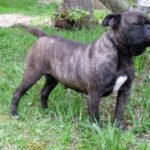Bonsai Bulldogge