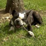 Bonsai Bulldogge