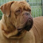 Bordeaux Dogge
