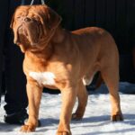 Bordeaux Dogge