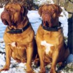 Bordeaux Dogge