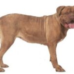 Bordeaux Dogge