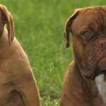 Bordeaux Dogge