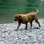 Bordeaux Dogge