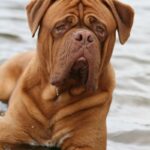 Bordeaux Dogge
