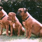 Bordeaux Dogge