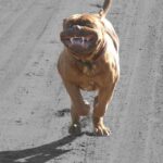 Bordeaux Dogge