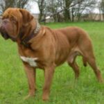 Bordeaux Dogge