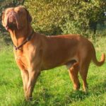 Bordeaux Dogge