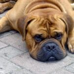 Bordeaux Dogge