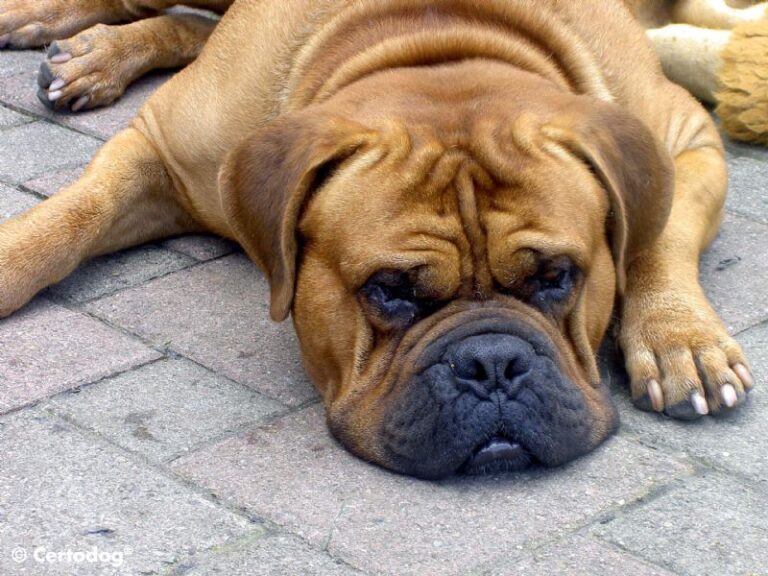 Bordeaux Dogge