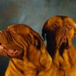 Bordeaux Dogge