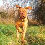 Bordeaux Dogge