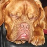Bordeaux Dogge