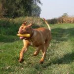 Bordeaux Dogge